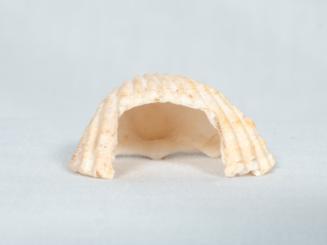 Sea-shell