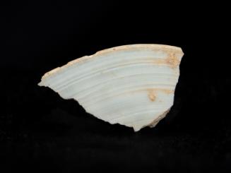 Marine shell fragment