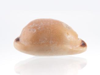 Cowrie shell