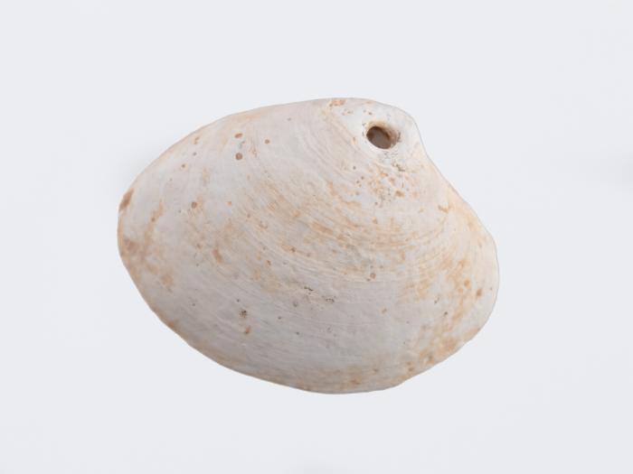 Shell pendant