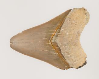 Shark's Tooth