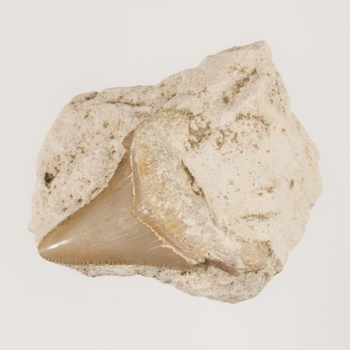 Shark's Tooth in Globigerina