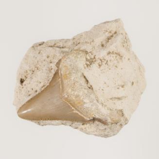 Shark's Tooth in Globigerina